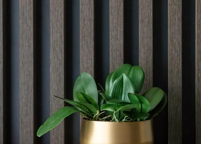 Amber Dunes - By Rentmonkey ポゴジェリツァ